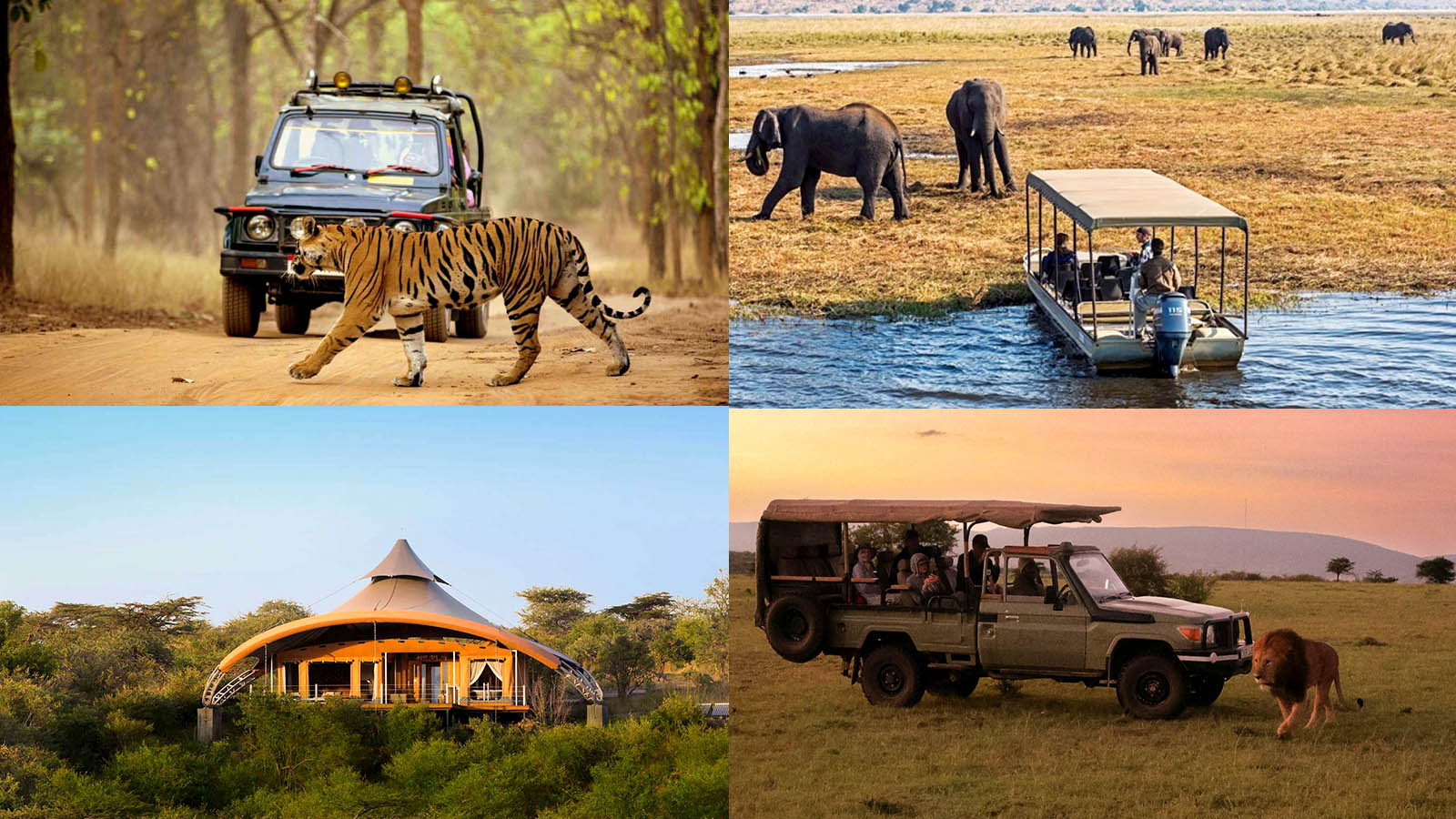Wildlife Safaris