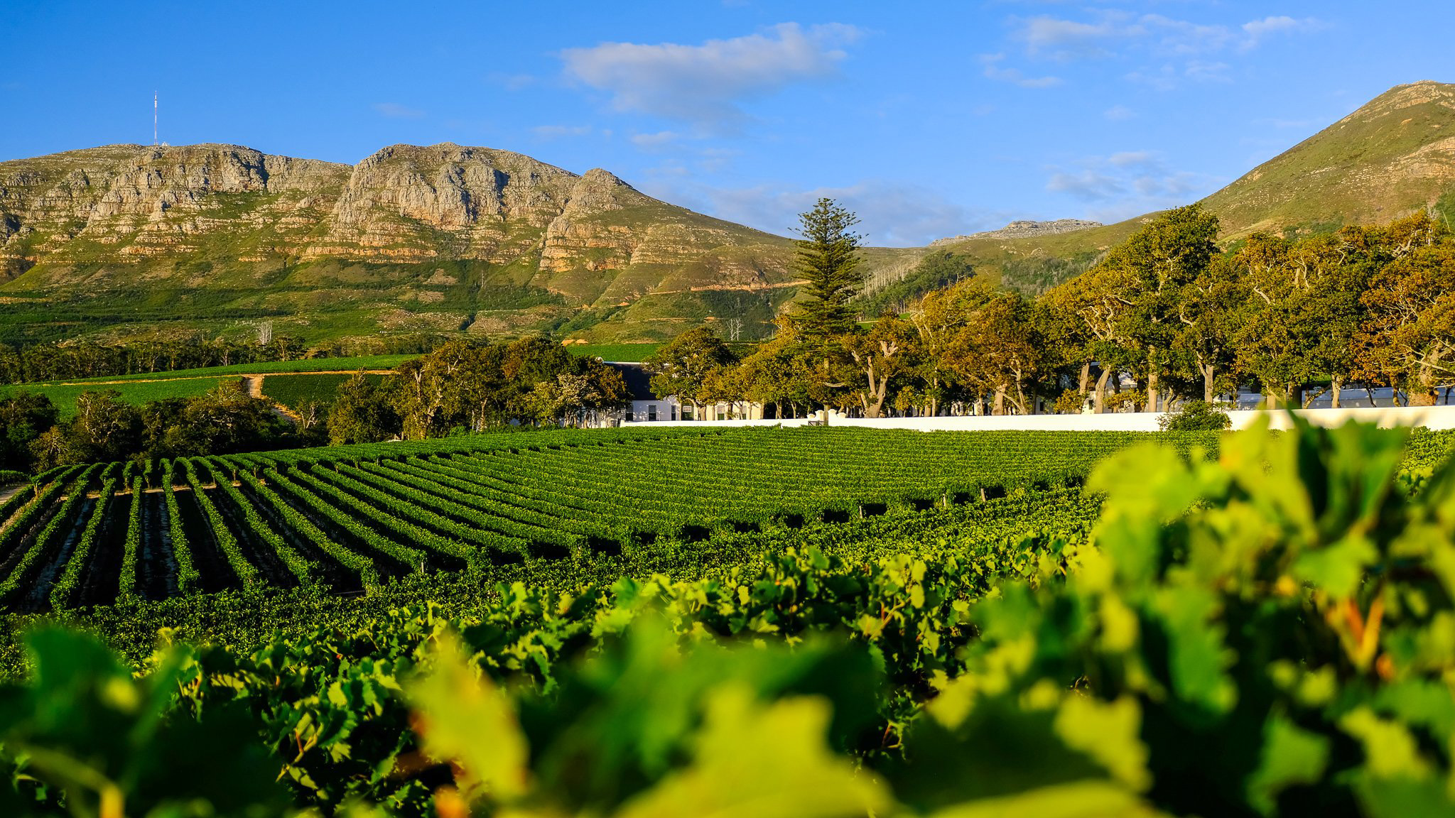 Groot Constantia
