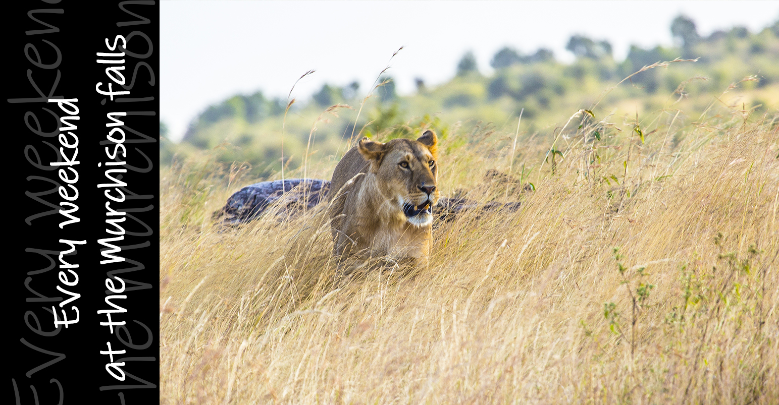Murchison falls national park