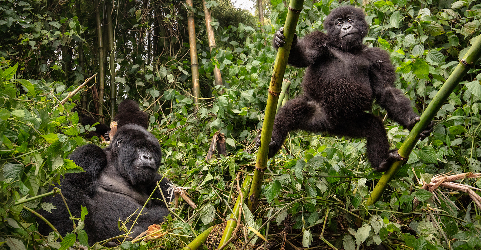 queen elizabeth national park