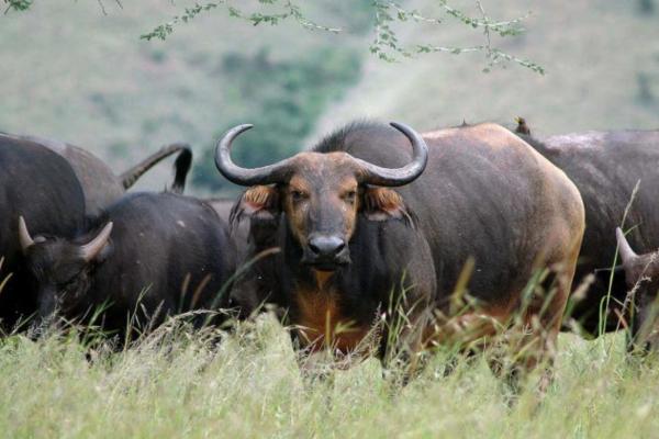 4-Day Akagera National Park