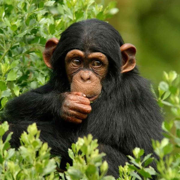 Kibale Forest National Park
