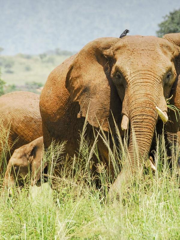 Kidepo Valley National Park