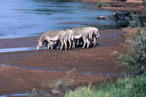 Samburu National Reserve