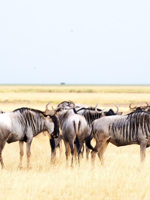 Tsavo National Parks